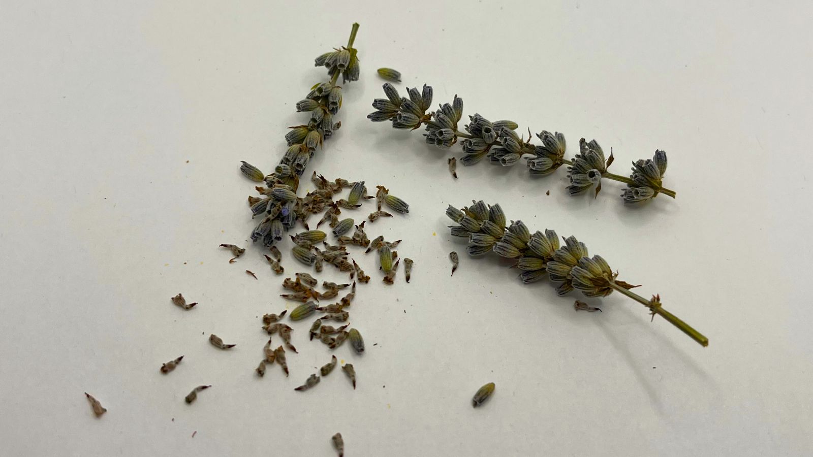 An overhead shot of dried stem cuttings and seeds of a flower on a white surface in a well lit area