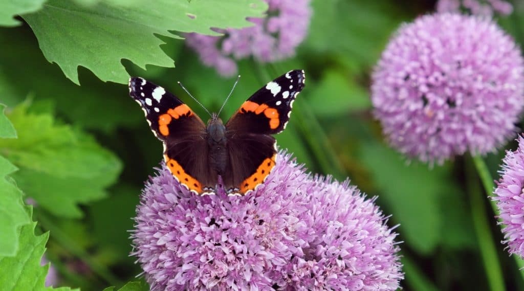 Beautiful Butterfly on Purple Allium Blooms