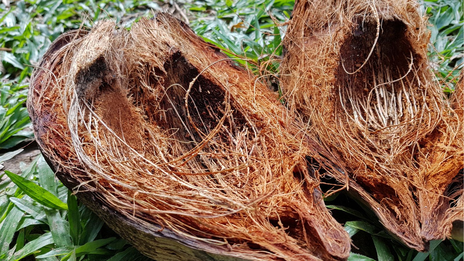 A close-up shot of a composition of cocoa husks, emptied and placed on a grassy area outdoors