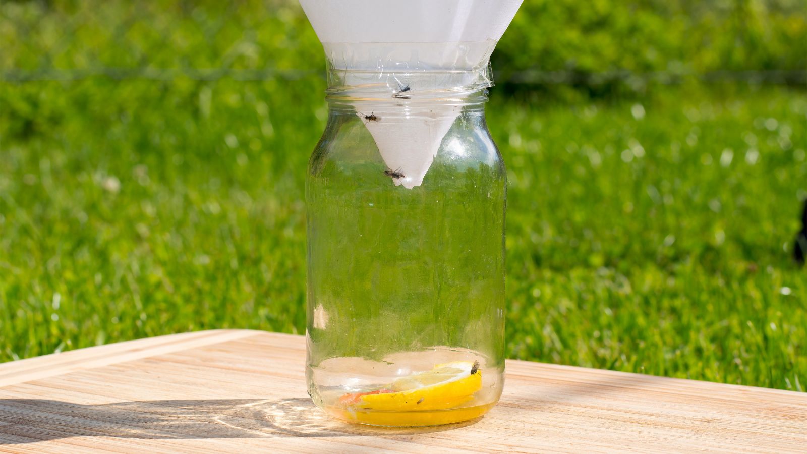 A trap meant to capture Drosophila melanogaster made using a jar and a fruit slice, sitting on a wooden table in a sunny garden