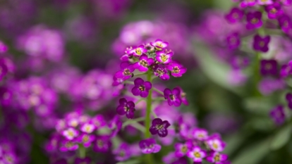 A close up of an Lobularia maritima (syn. Alyssum maritimum) bush with vivid purple flowers, appearing dainty and vibrant in a sunny garden