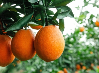 A closeup shot of an Navel orange tree with lovely orange fruits that appear round and healthy, having more trees in the background with lush foliage and vibrant fruits