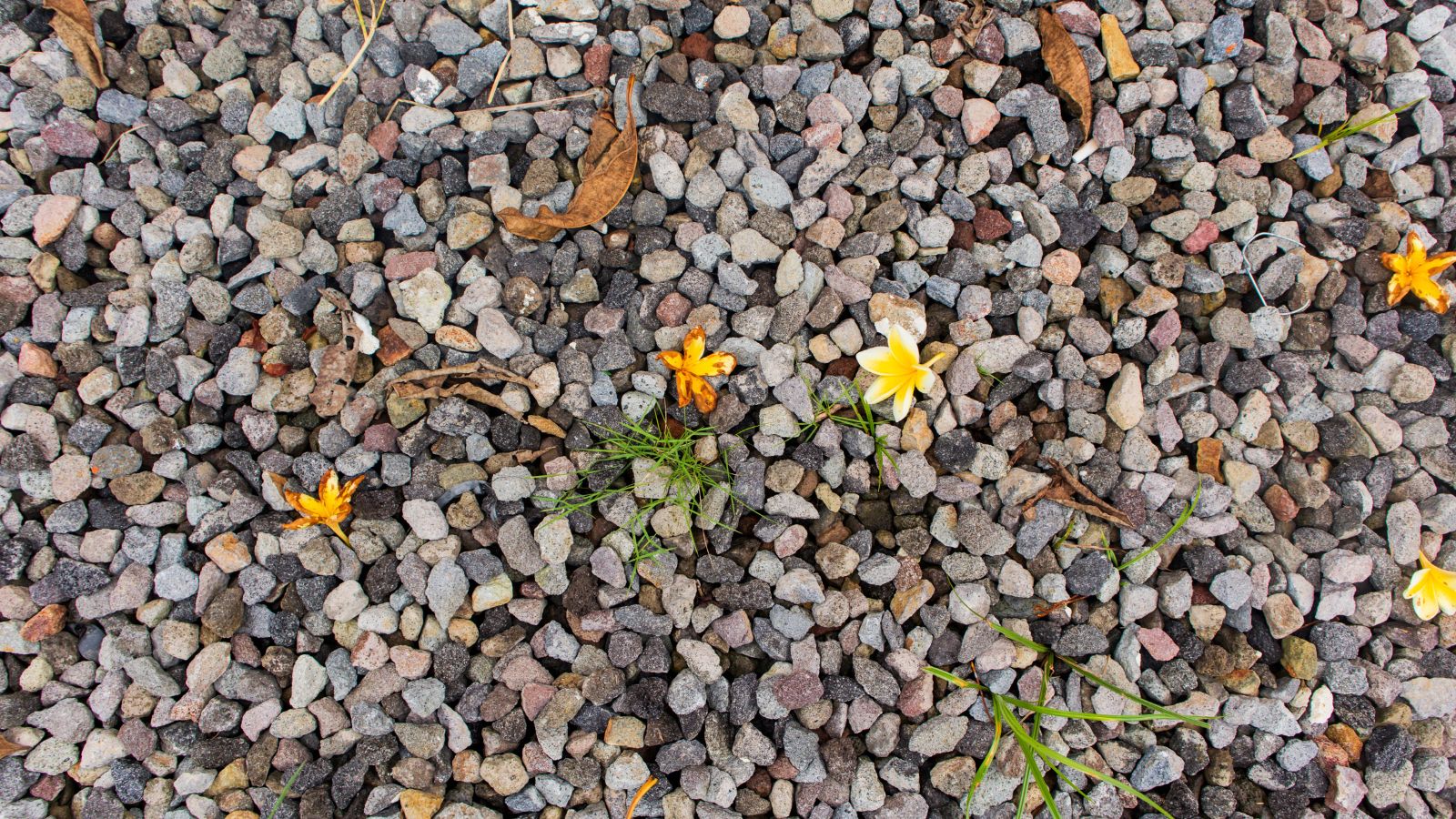 An overhead and close-up shot of a large composition of Pumice Rock used as a soil amendment in a well lit area outdoors