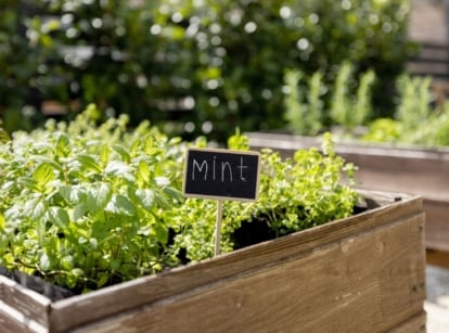 An area with a raised bed herb garden, having a wide variety of herbs planted in multiple raised beds