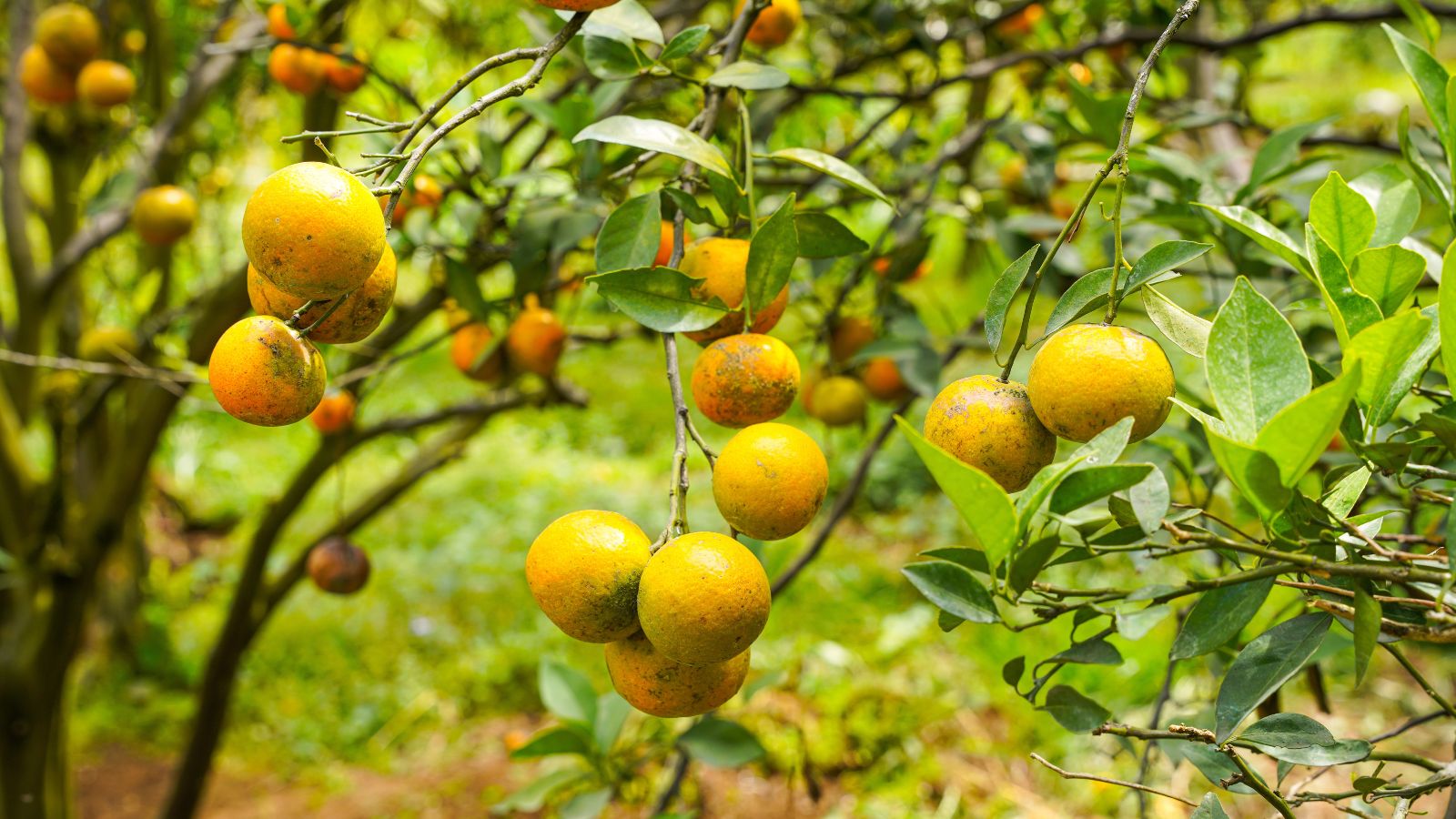 Ripening Citrus sinensis fruits, still dangling on the tree with each piece still showing some green patches surrounded by green foliage