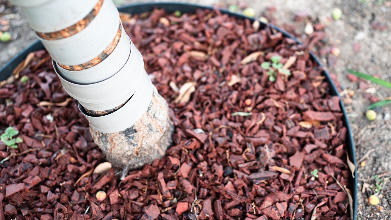 A close-up and overhead shot of a large composition of recycled red rubber material, used as a soil amendment