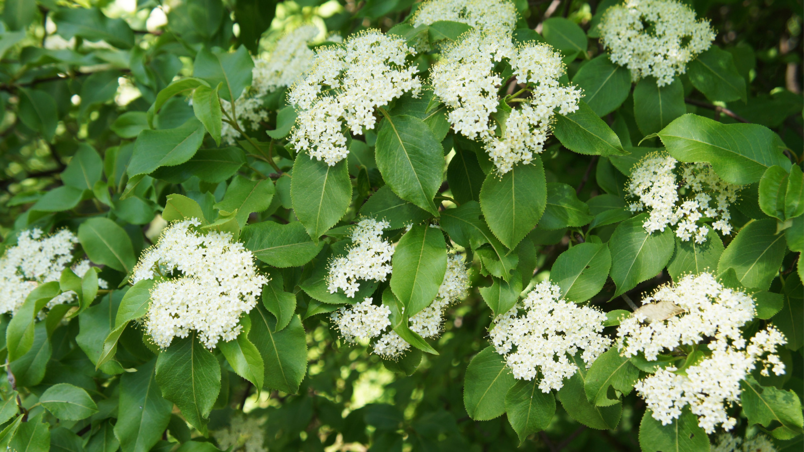 White Flowers of a Rusty Blackhaw Tree