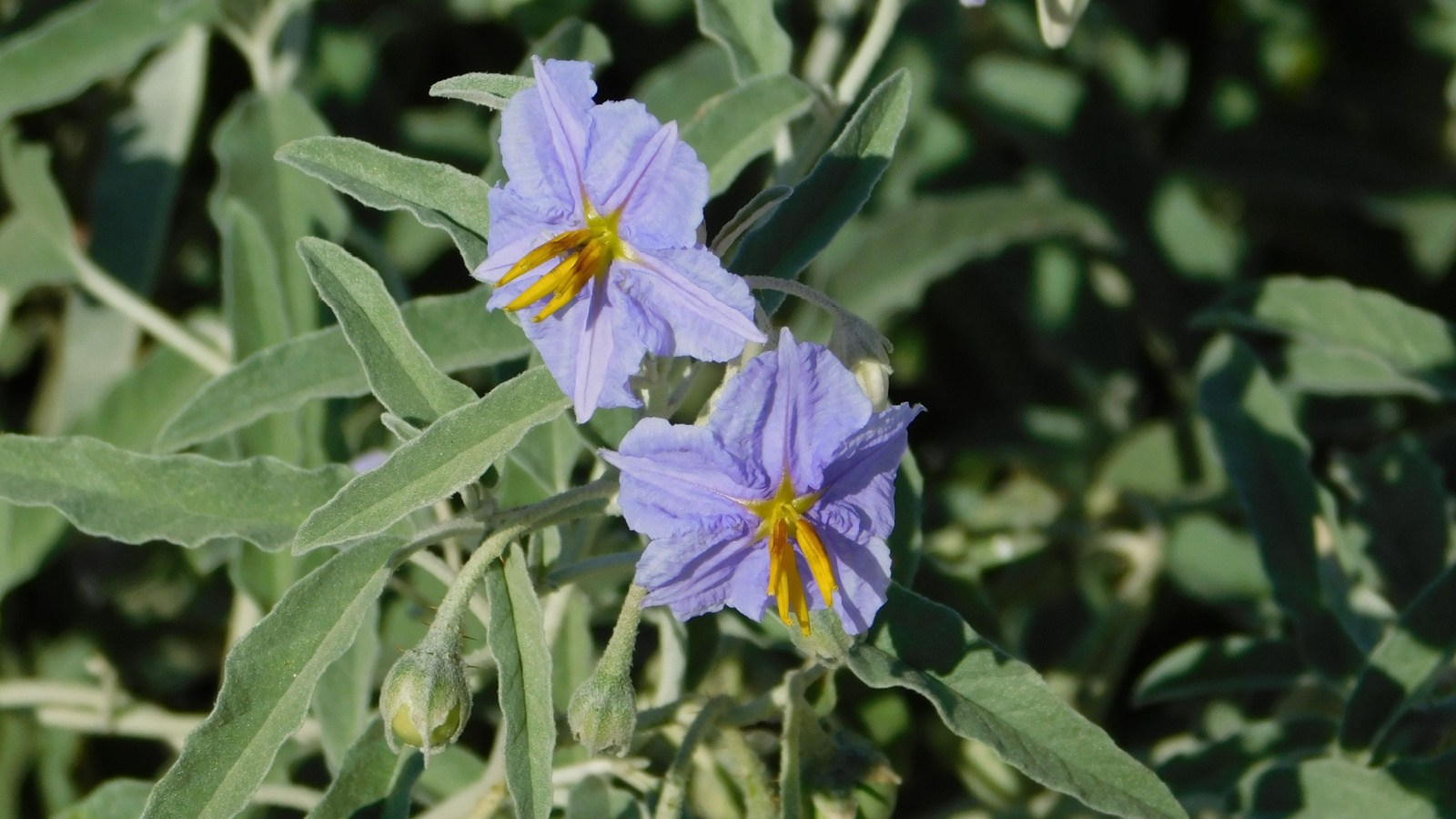 Silverleaf nightshade or Solanum elaeagnifolium in a sunny area. 
