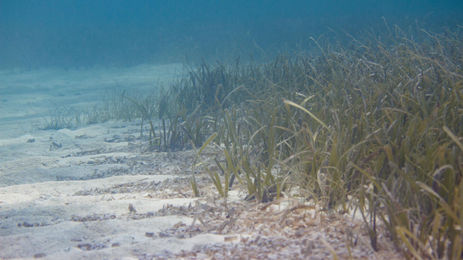 A small stand of turtle grass (Thalassia testudinum) grows under shallow water in the Florida Everglades.