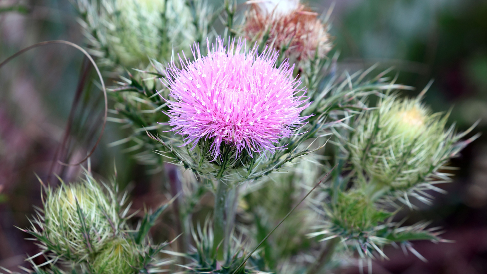 A vibrant and spiny purple thistle blooms triumphantly in the Everglades.
