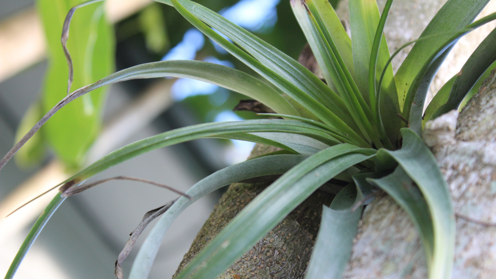 A giant air plant grows via roots attached to a tree branch in a forested area of the Everglades.