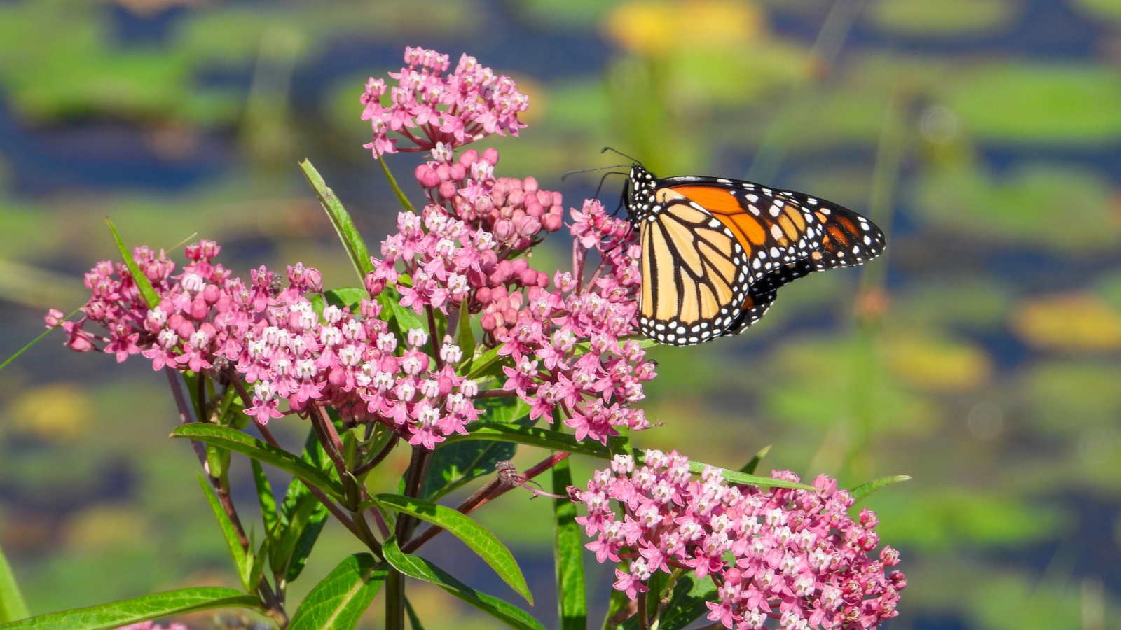 A monarch butterfly sups on a swamp milkweed bloom growing near a pond full of lily pads in full bright sun. 