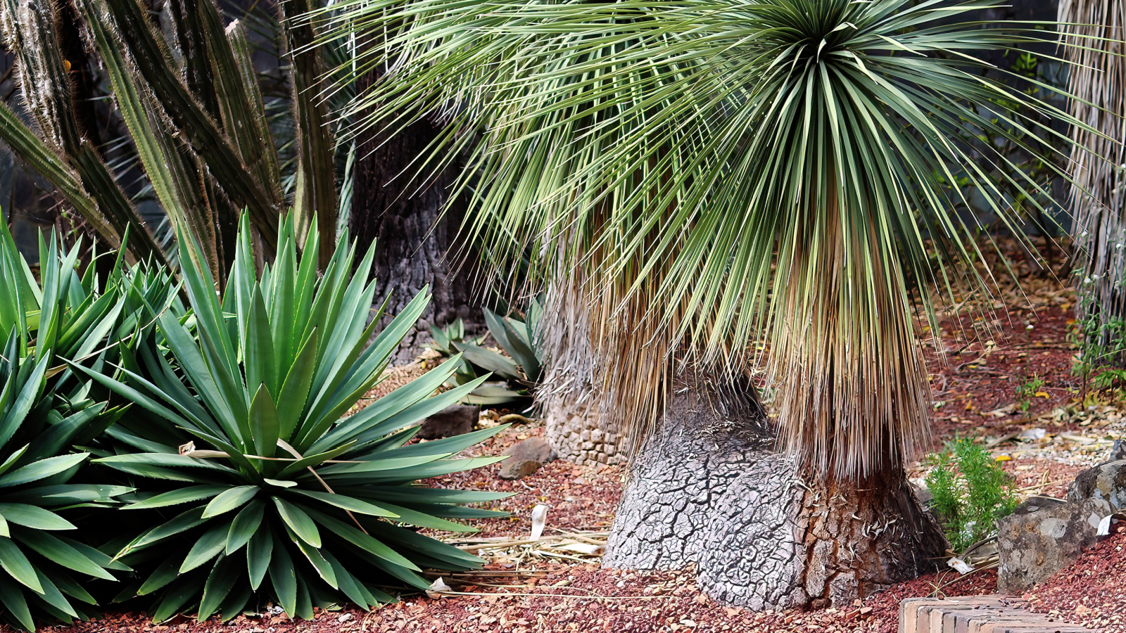 Agave decipiens growing in the Everglades next to taller, jagged yucca plants and spined cacti. 