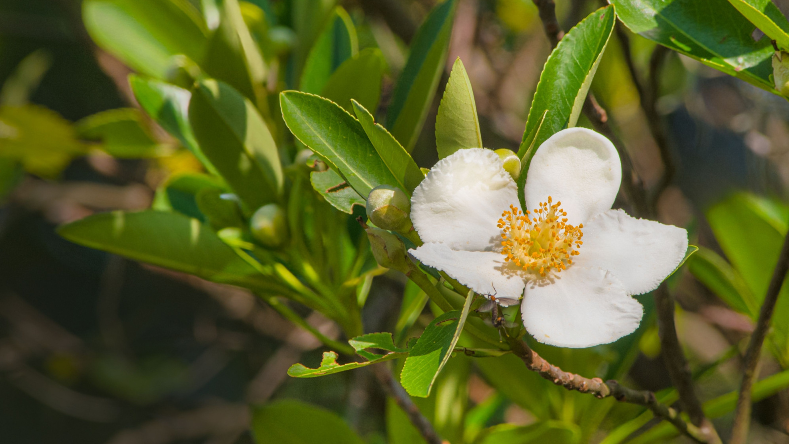 White Loblolly Bay Flower