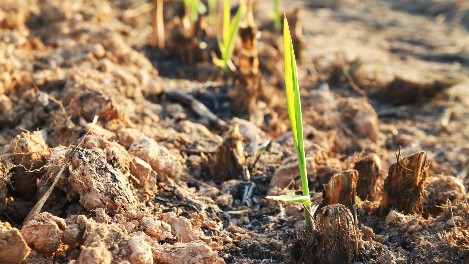 Small seedling stalks placed in the ground appearing to sprout vibrant green leaves under warm sunlight
