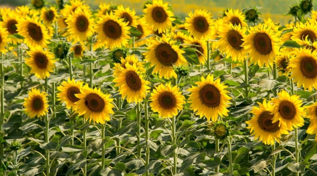 Sunflowers in Garden