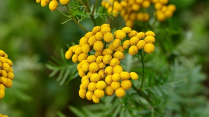 Healthy looking Tanacetum vulgare plant with round flowers appearing full with fern-like leaves with deep green color