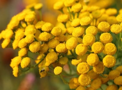 Tansy plants with countless round heads of yellow flowers appearing fluffy among deep green stems and leaves