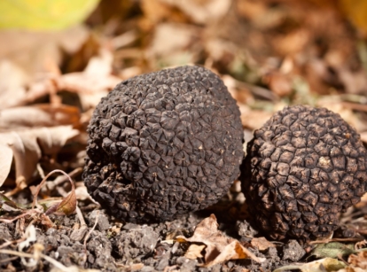 Knowing how to grow truffles, showing two pieces of Tuber melanosporum on the ground, surrounded by dried debris