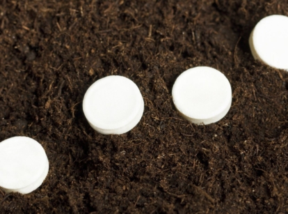 aspirin for plants placed in a row in dark brown soil, appearing to have a pure white color under bright light