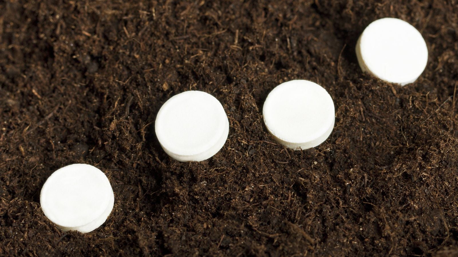 aspirin for plants placed in a row in dark brown soil, appearing to have a pure white color under bright light