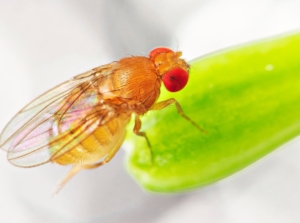 Among all fruit flies, one with a light color sits on a vivid bright green stalk placed on a smooth white surface