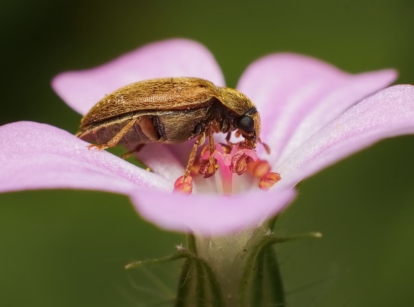 A small raspberry beetle brown in color sitting near stamens of a pale purple flower in a garden