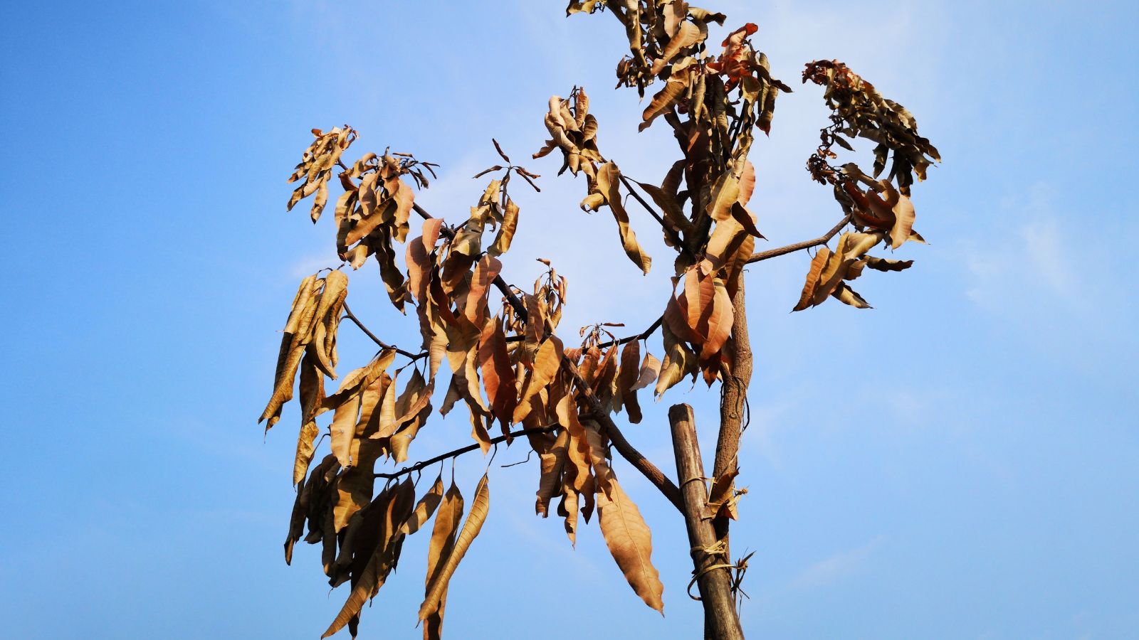 A base angle shot of a dying plant in a well lit area outdoors