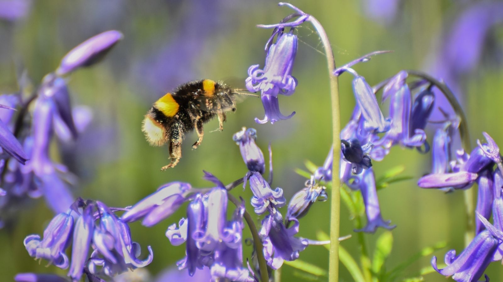 A bee hovering among Hyacinthoides non-scripta blooms, surrounded by bright green foliage under bright sunlight