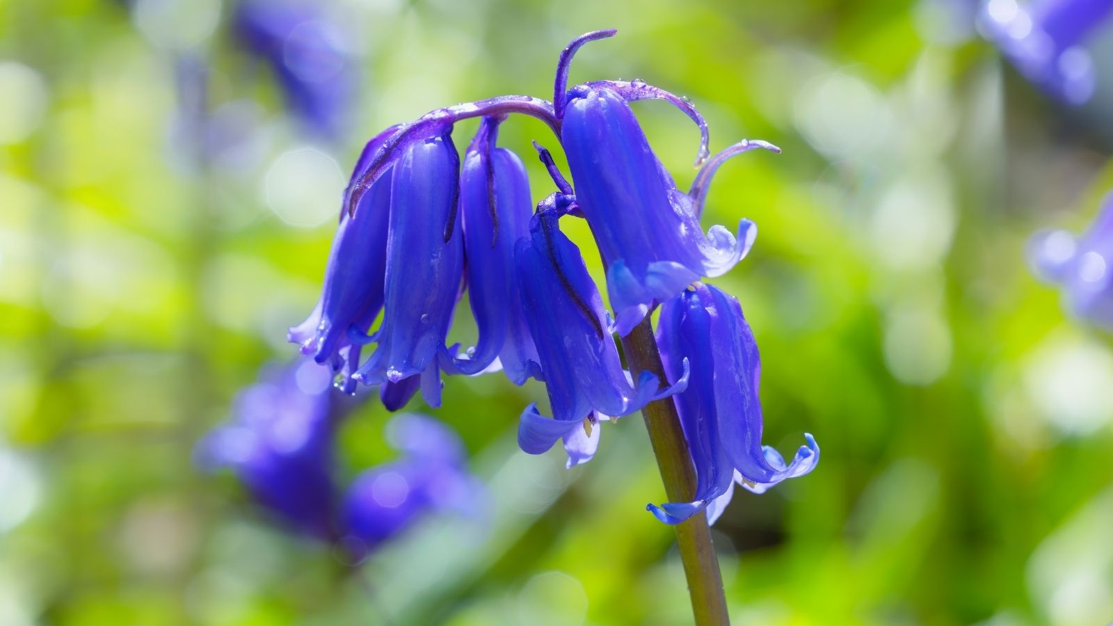 A close up shot of droopy Hyacinthoides non-scripta blooms, having delicate and soft petals under the sunlight