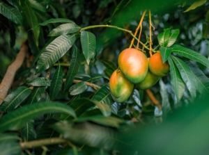 A close-up shot of fruits and leaves of a mango tree