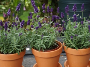 A close-up shot of potted flowers that is one method for proper propagating lavender