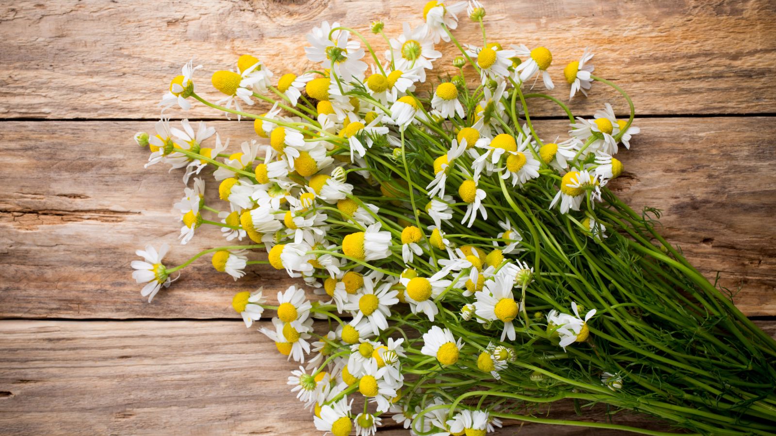 A flat-lay shot of a pile of white flowers in a well lit area