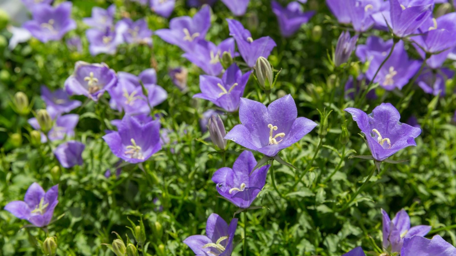 A layer of Platycodon grandiflorus blooms, having a vibrant purple color surrounded by deep green leaves