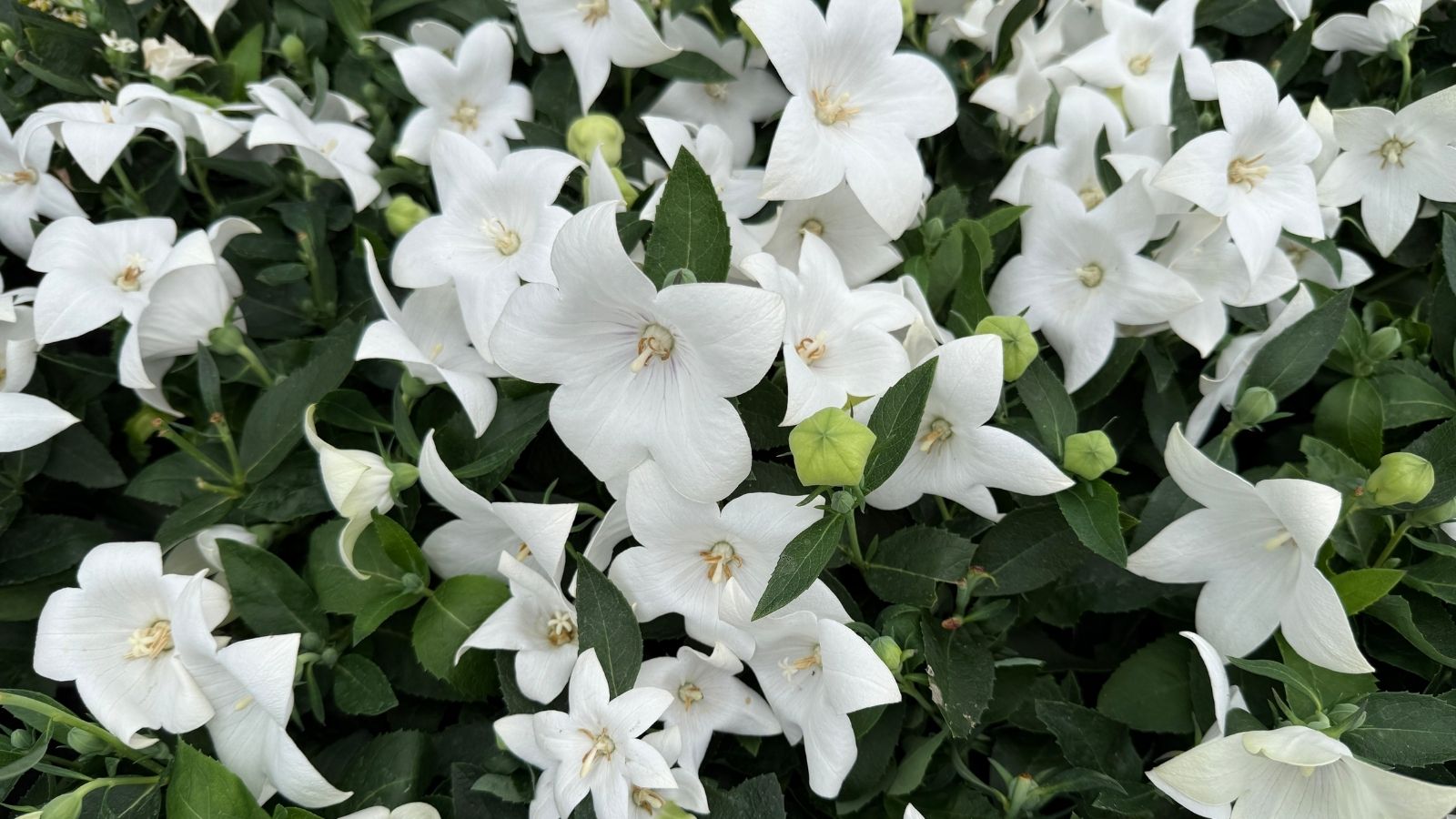 A lush Platycodon grandiflorus bush with countless white blooms among deep green leaves