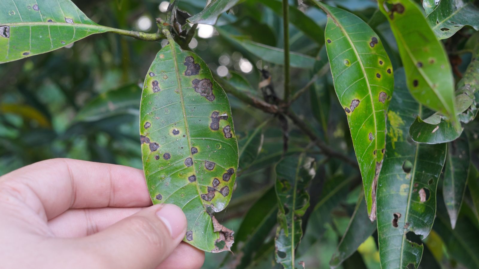 A person inspecting leaves afflicted with Anthracnose disease