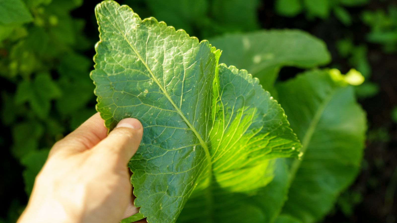 A person using bare hand to hold a Armoracia rusticana leaf, appearing to have a vivid green color with a textured surface