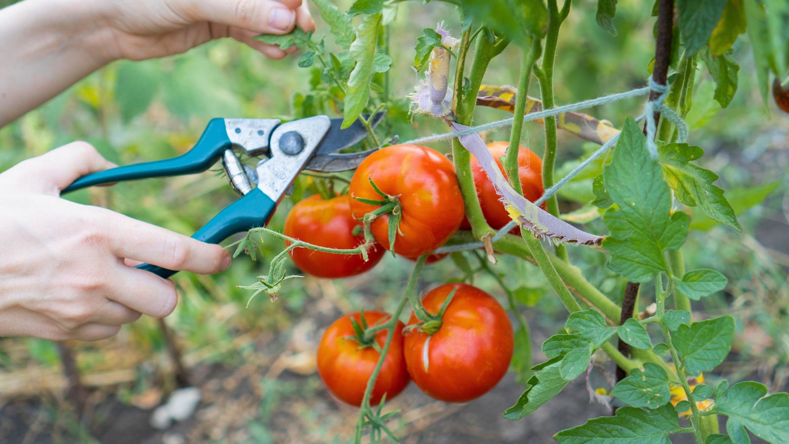 A person's hand in the process of pruning fruits
