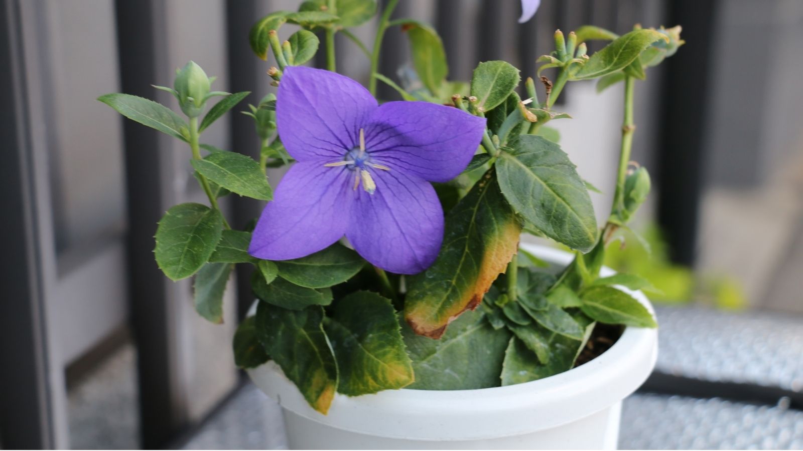A potted Platycodon grandiflorus, placed in a white container looking solitary somewhere with moderate light