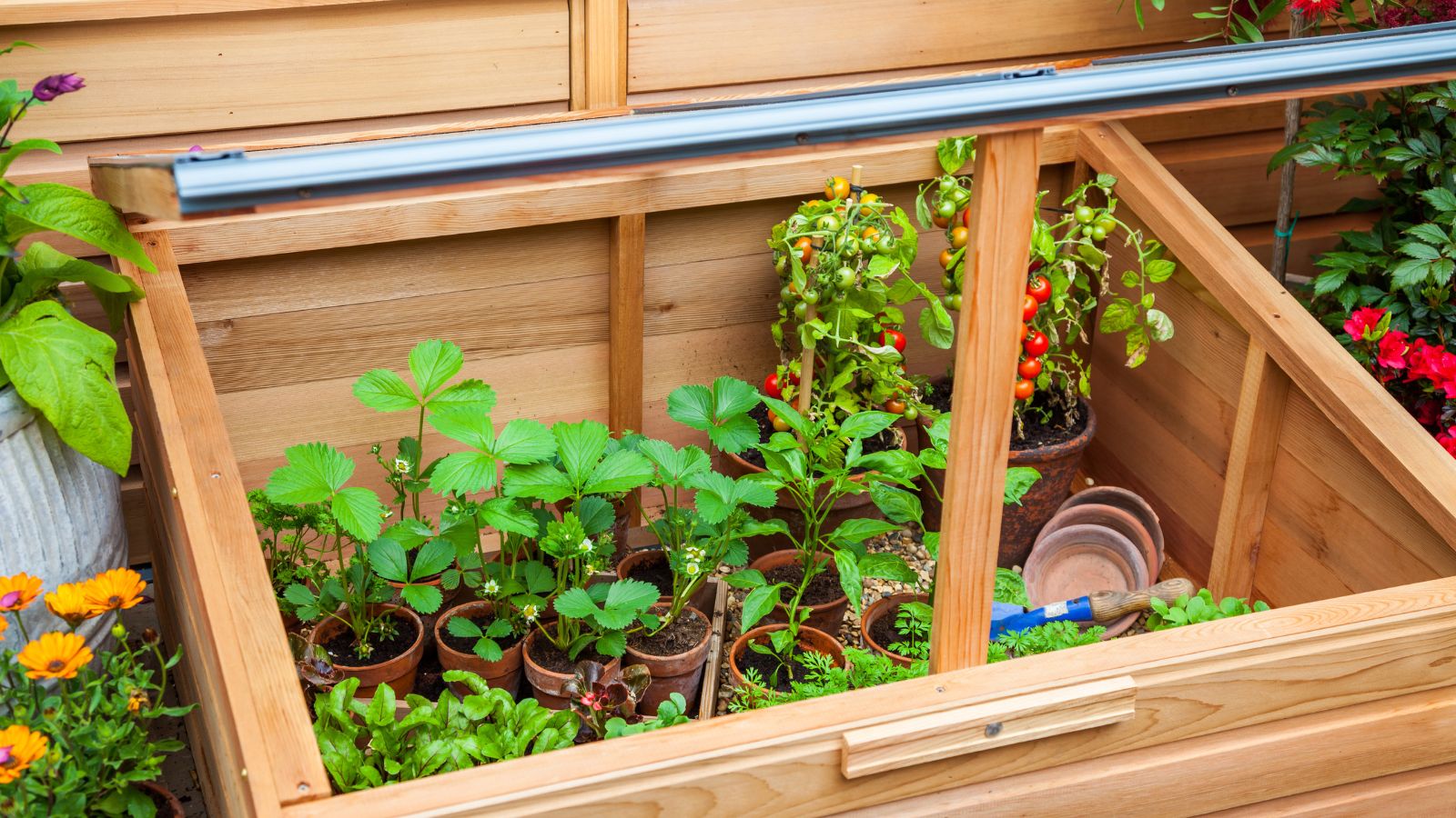 A shot of a cold frame with developing crops and plants inside in a well lit area outdoors