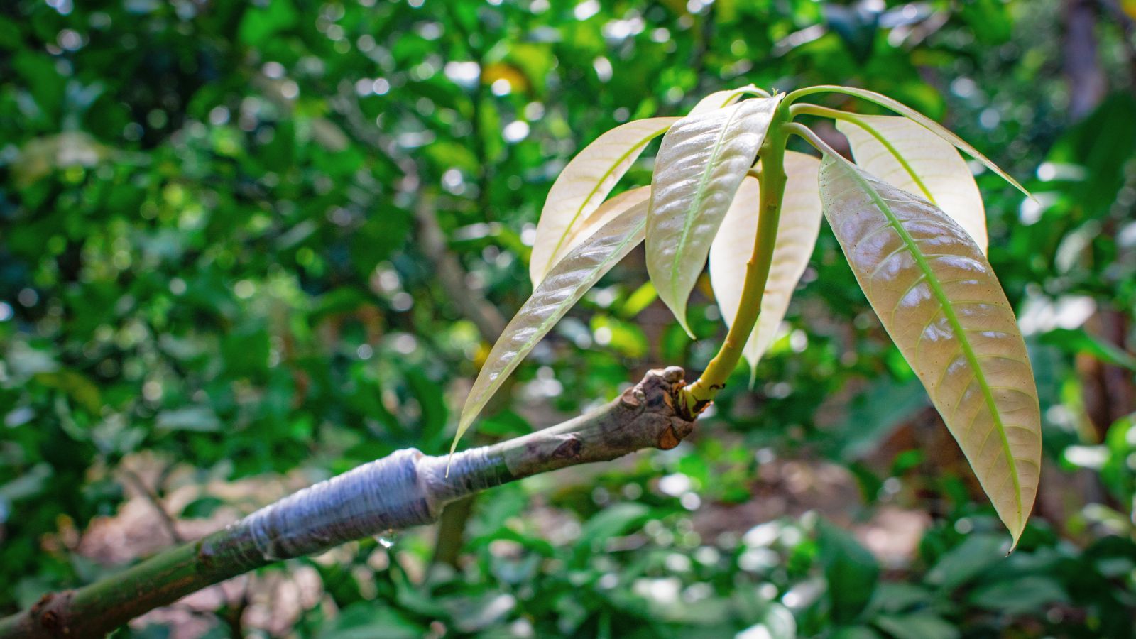 A shot of a developing sapling of a grafted branch of a plant