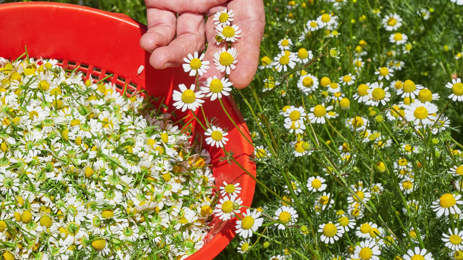 A shot of a person in the process of collecting white flowers in a well lit area outdoors