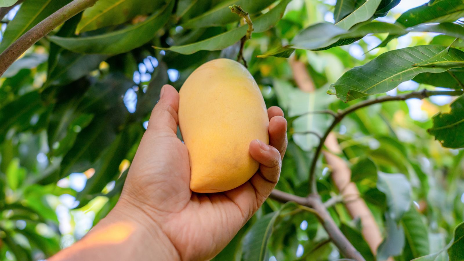 A shot of a person in the process of harvesting a ripe yellow-colored fruit in a well lit area outdoors