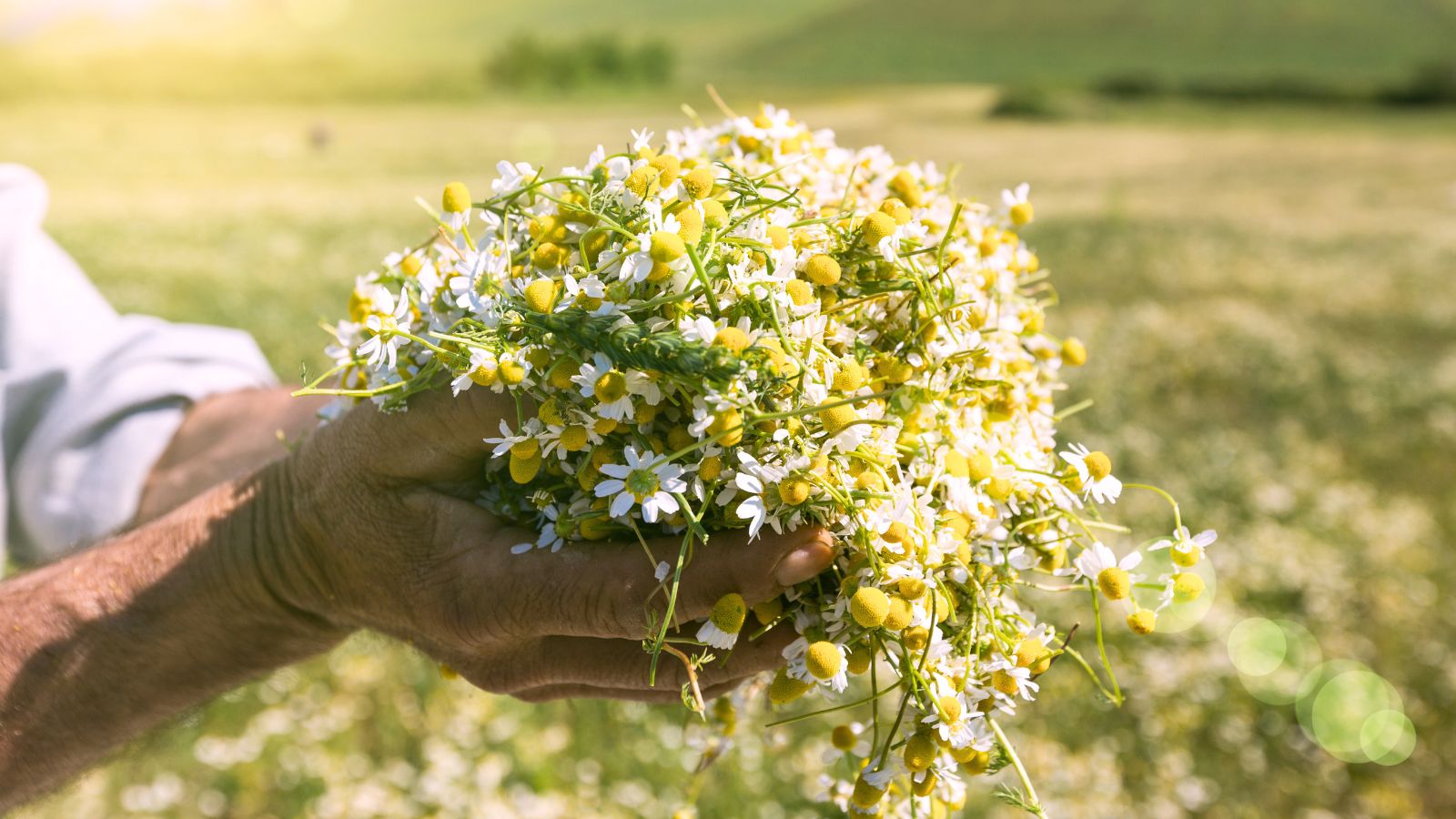 A shot of a person's hand holding a pile of collected flowers in a well lti area outdoors