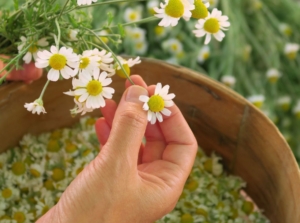 A shot of a person's hand showing how to harvest chamomile