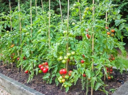 A shot of crops on a raised bed that shows growing tomatoes in raised beds