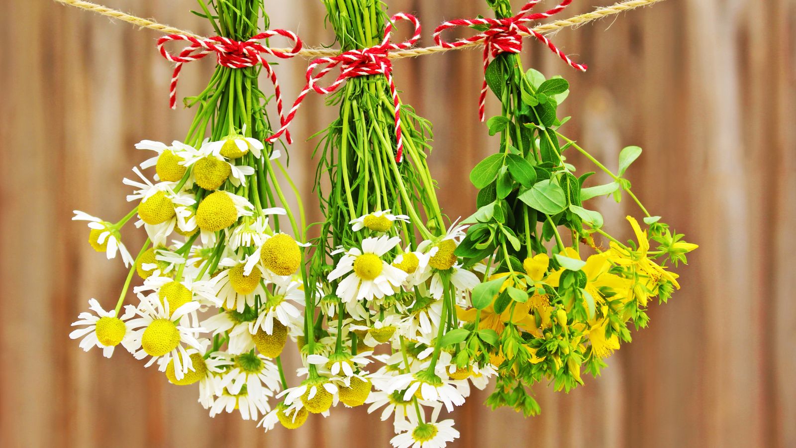 A shot of hanging bundles of white flowers in a well lit area