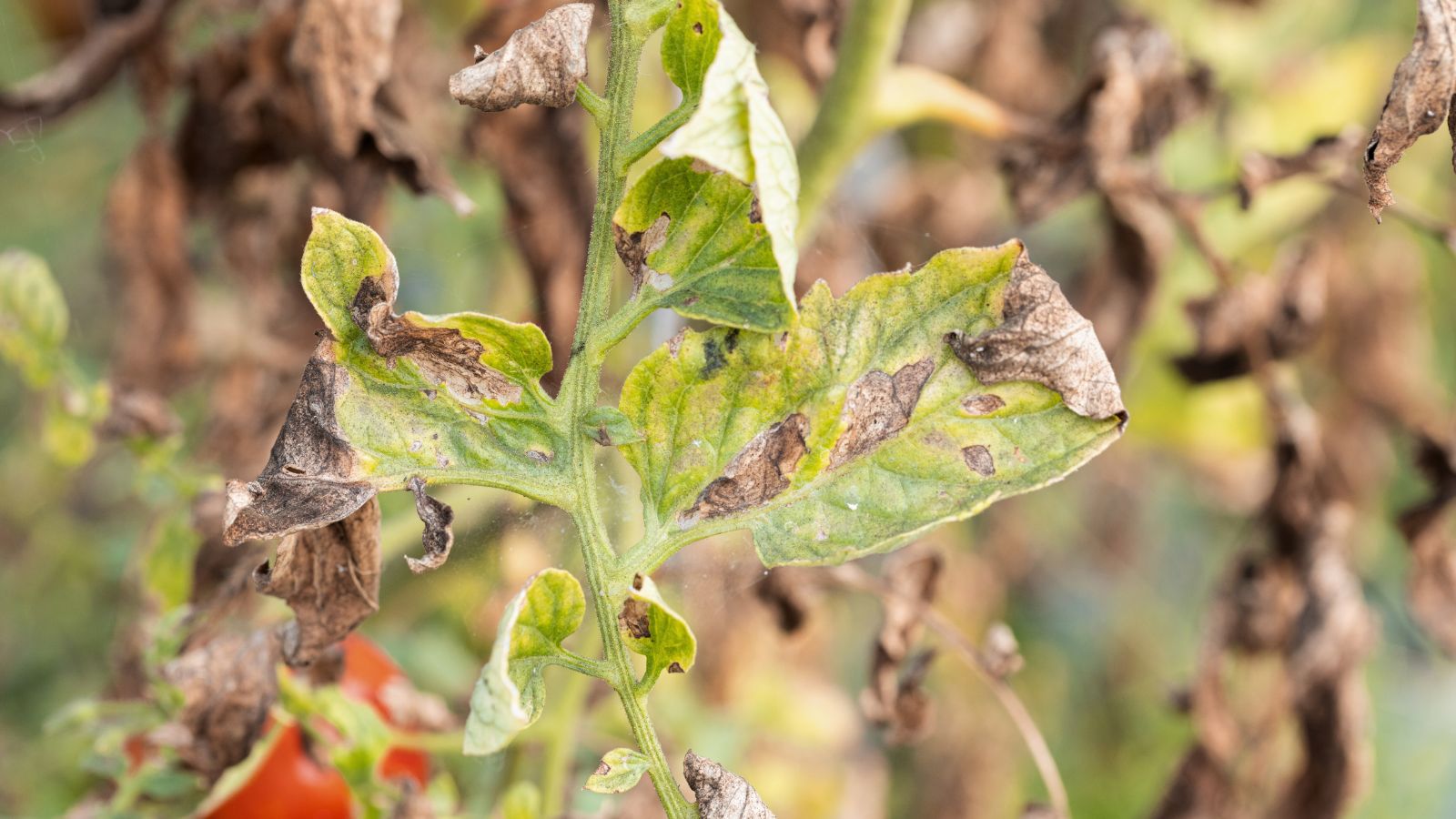 A shot of leaves infected with a fungal disease