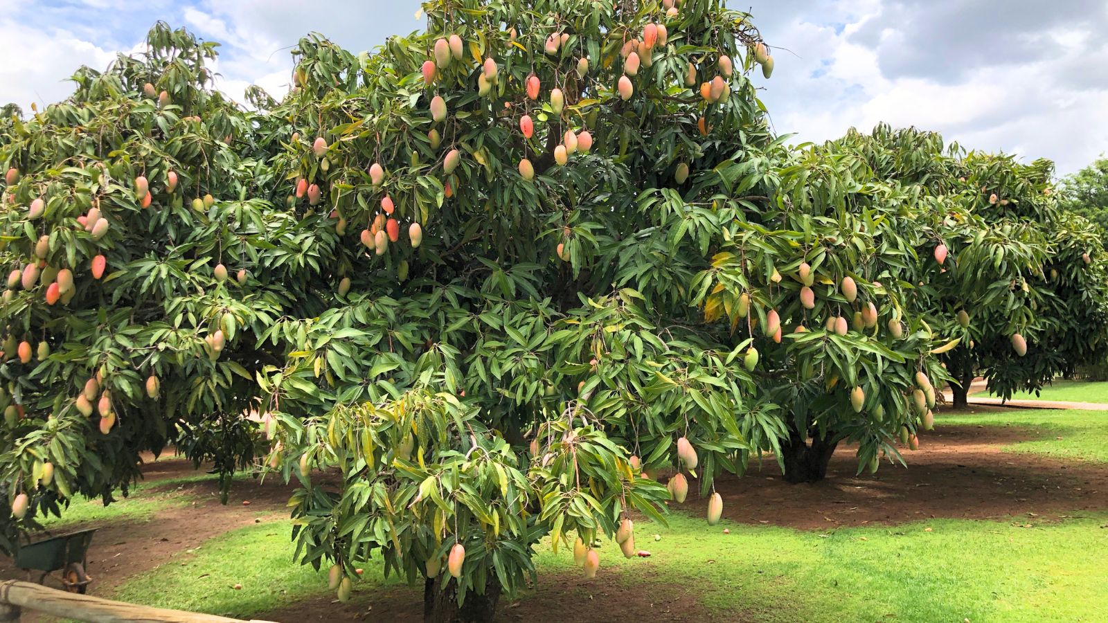 A shot of several developing fruit bearing plants in a well lit area