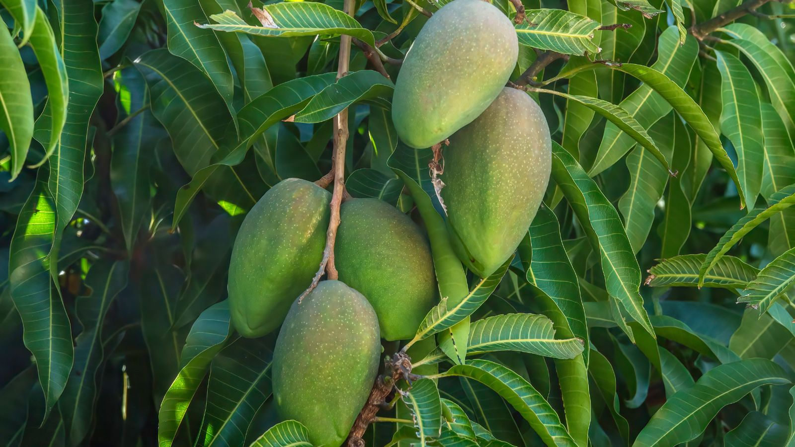 A shot of several developing fruits of a variety of a plant showcasing its green foliage and fruits outdoors